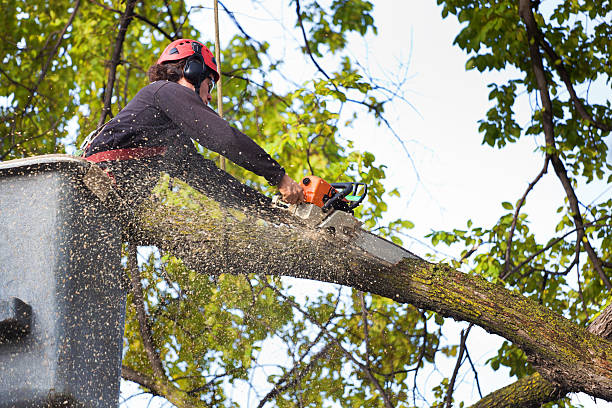 How Our Tree Care Process Works  in  Kingsburg, CA